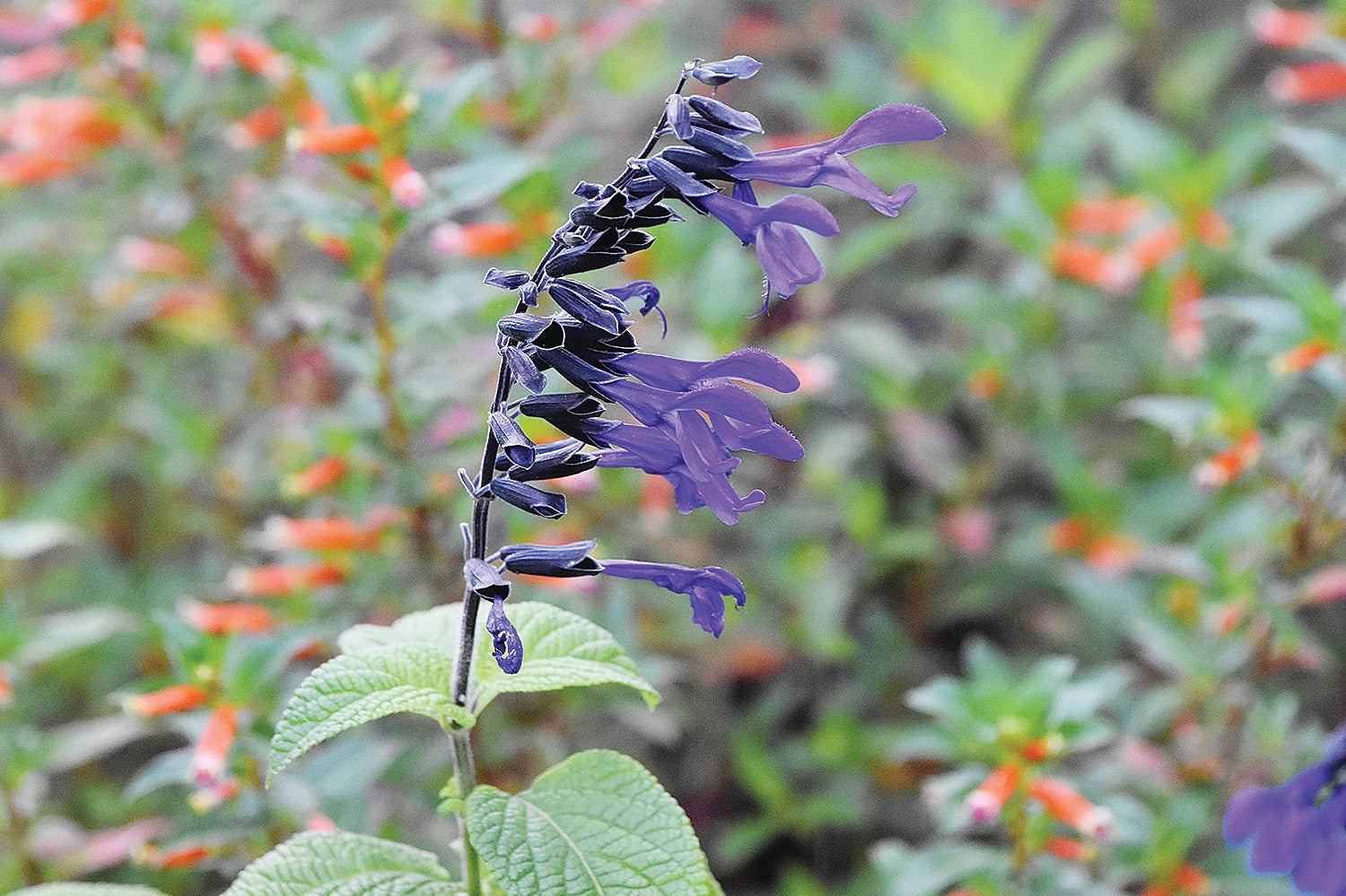 Choose Perennial Annual Sage Plants for Beauty – Oxford Eagle