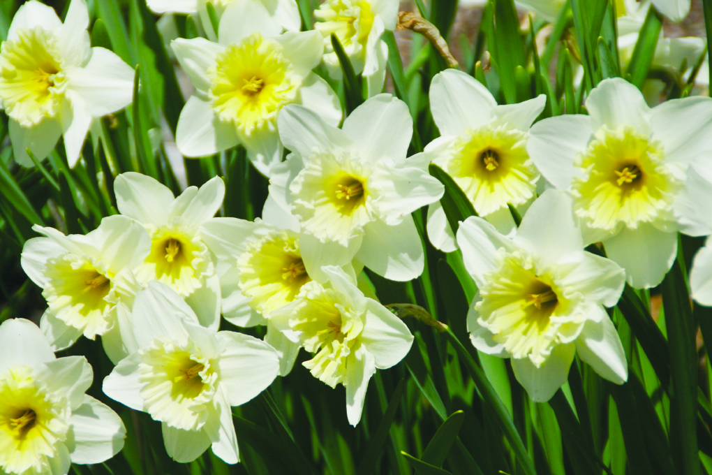 Everything you need to know about planting daffodil bulbs The Oxford