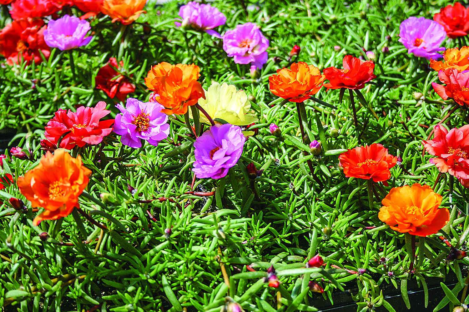 Try moss rose in summer containers and landscapes The Oxford Eagle