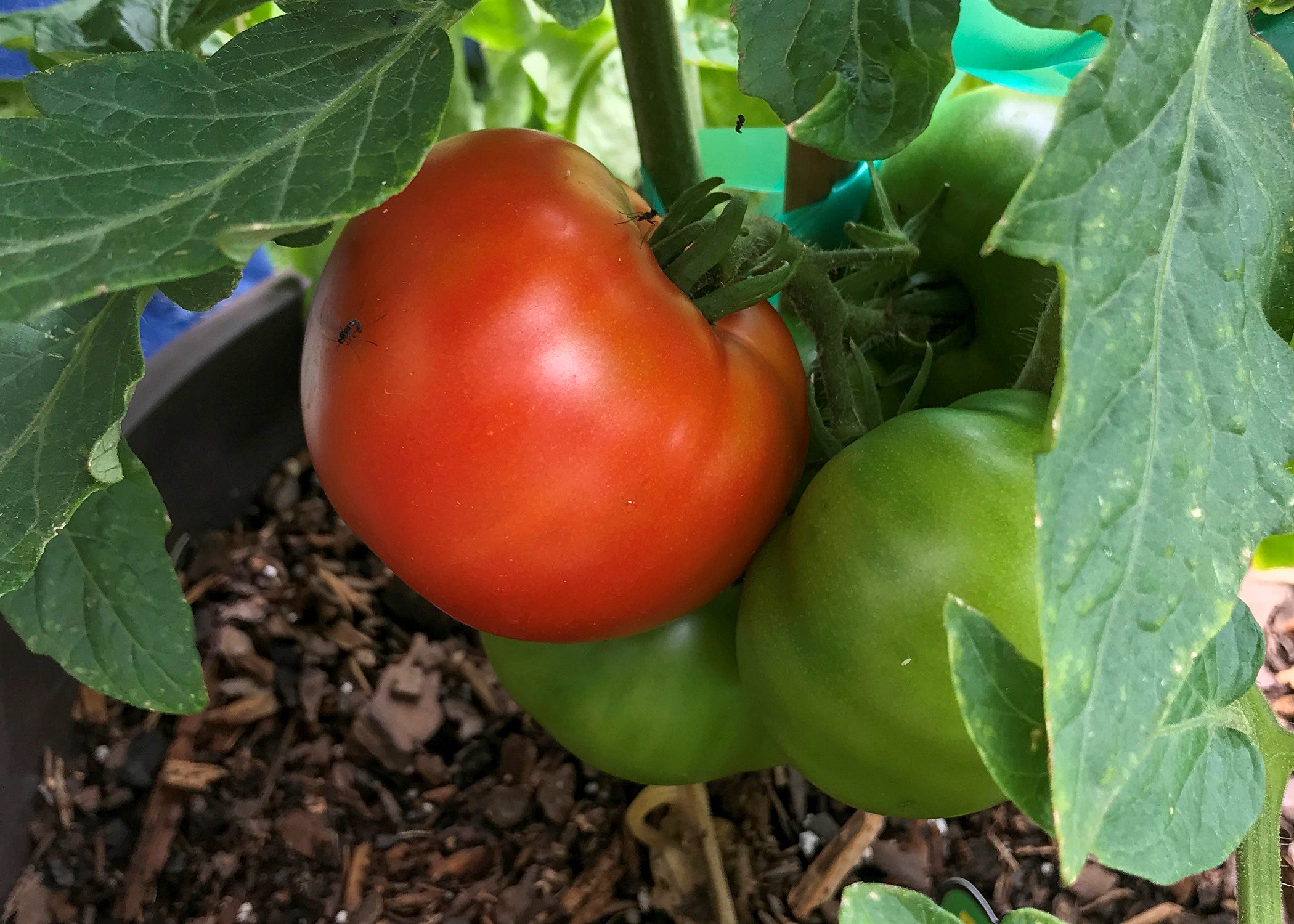 A large red tomato is next to green tomatoes.