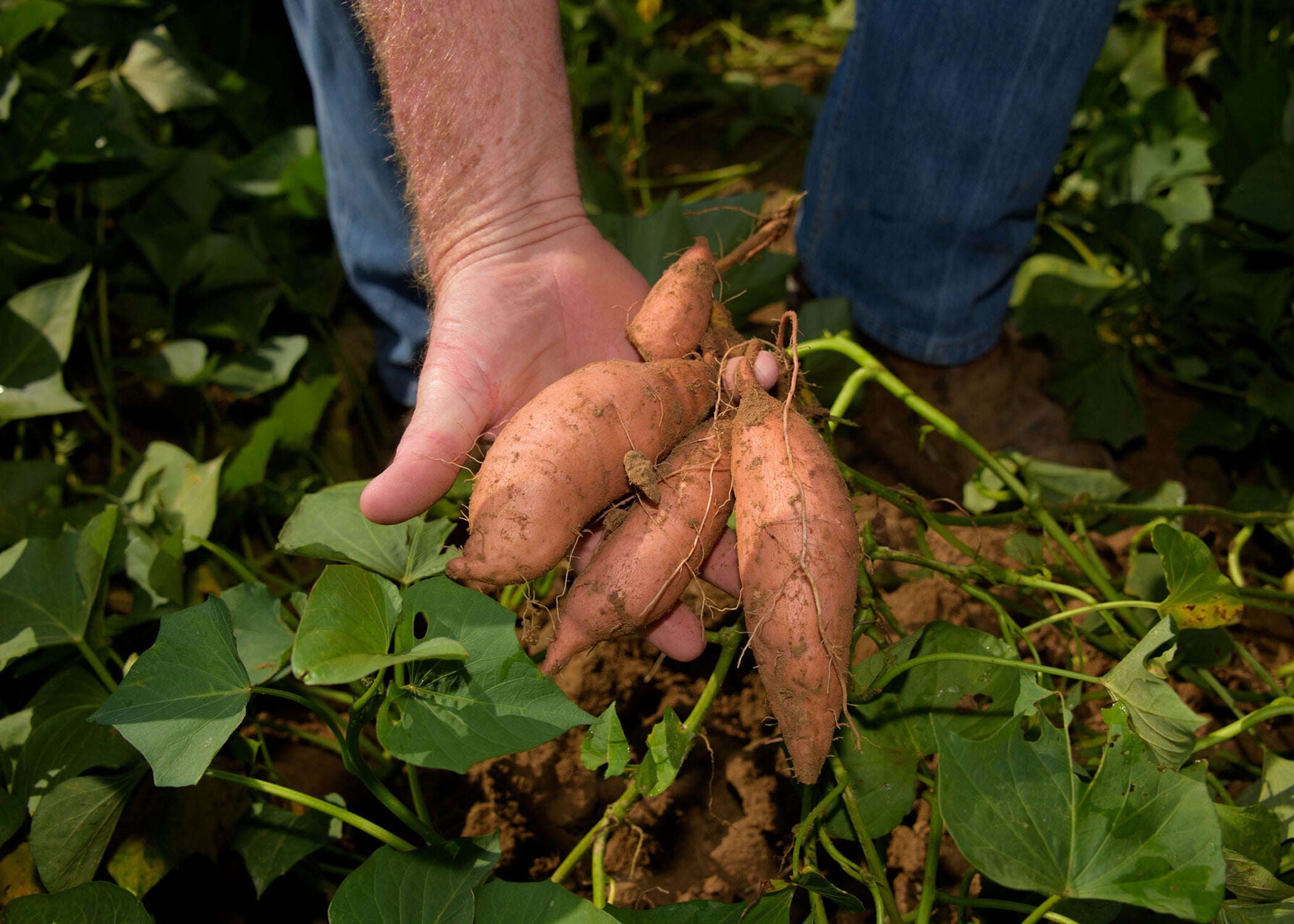 A hand holds sweet potatoes just lifted from the ground.