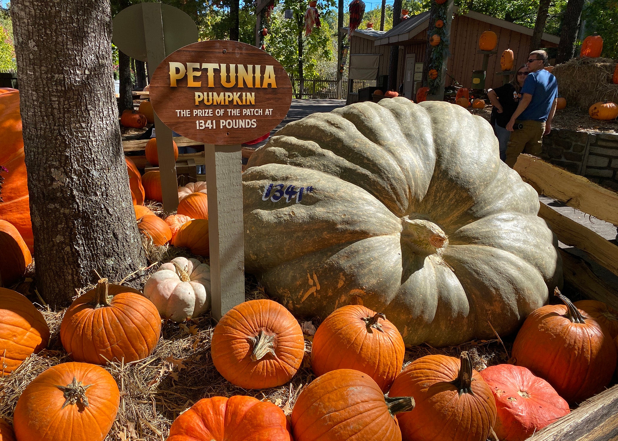Alt text -- A large gray pumpkin is surrounded by smaller orange pumpkins.