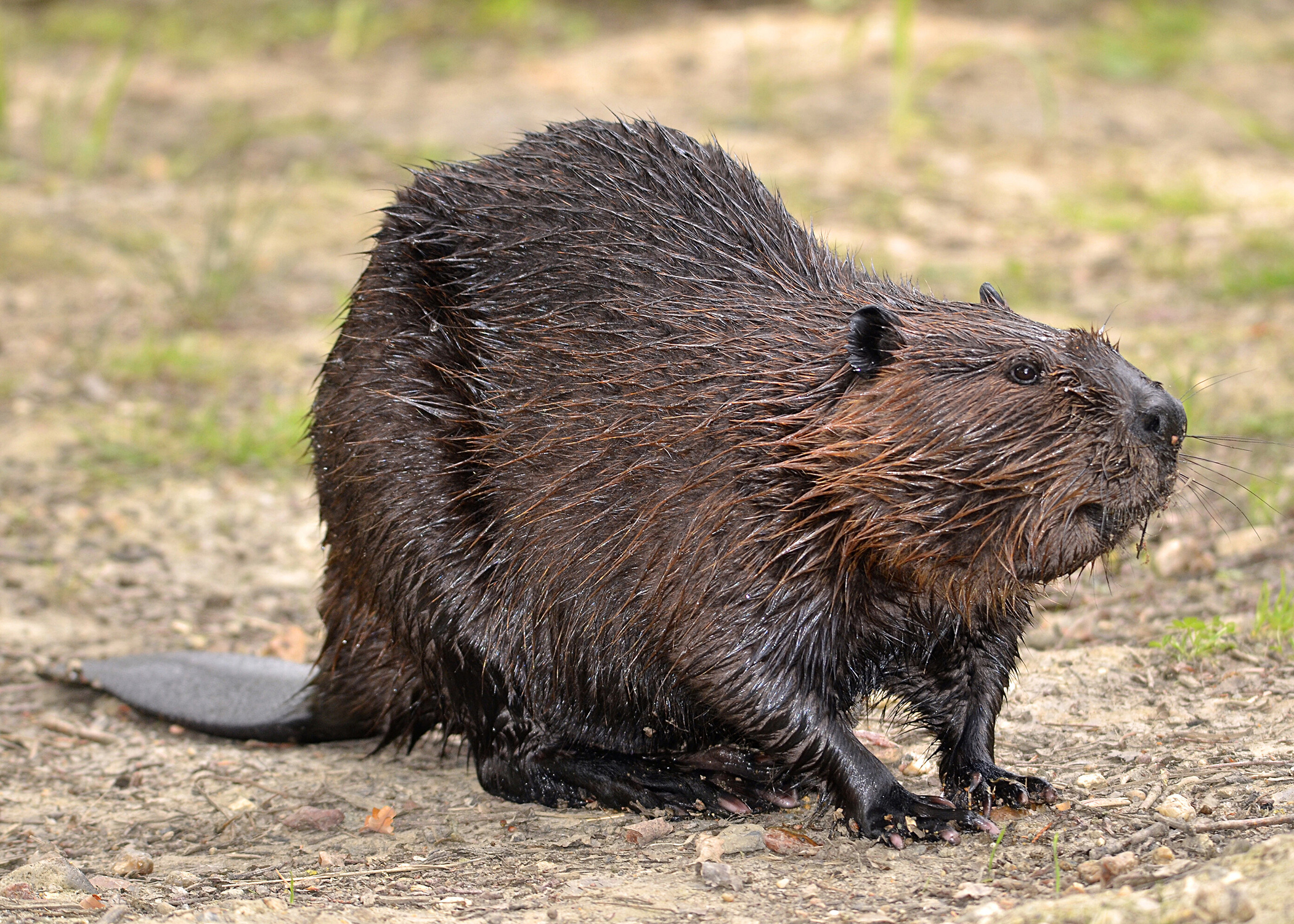 Methods exist to control nuisance beavers on land The Oxford Eagle