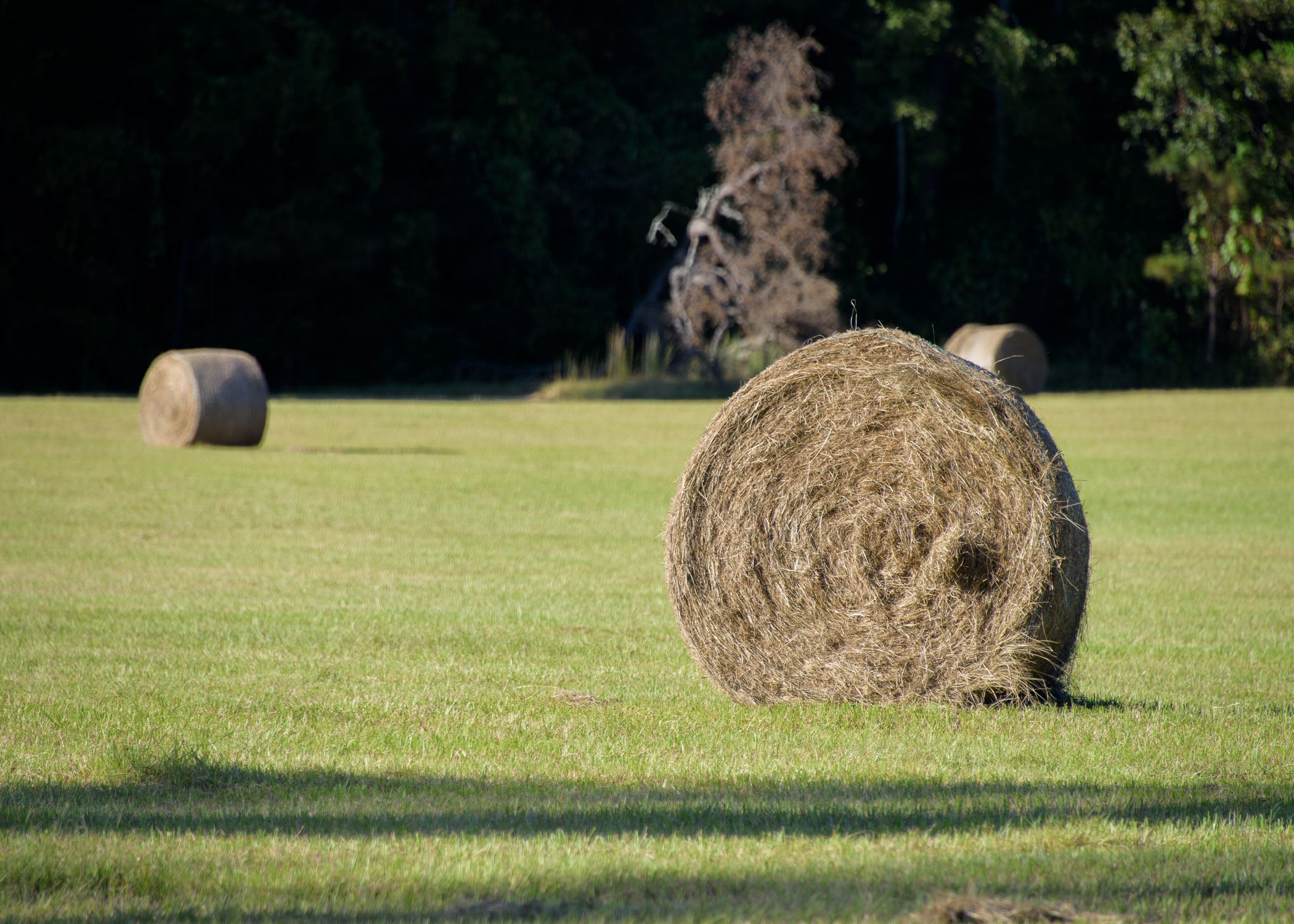 A bale of round hay sits in a mostly empty field.