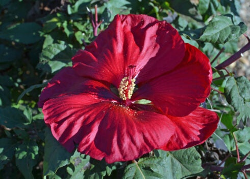 2023 Color of the Year: Hibiscus