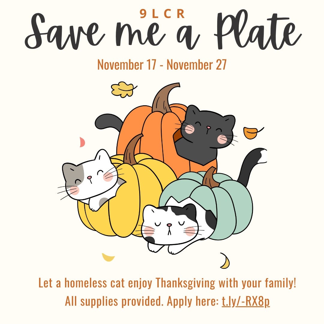 9 Lives Cat Rescue Hosts 'Save me a Plate' Foster Event for Thanksgiving
