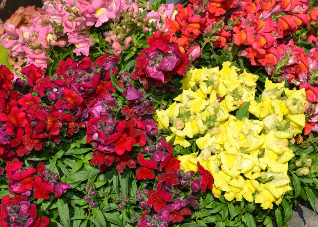 Pink, red, orange and yellow blooms grown on green stems.
